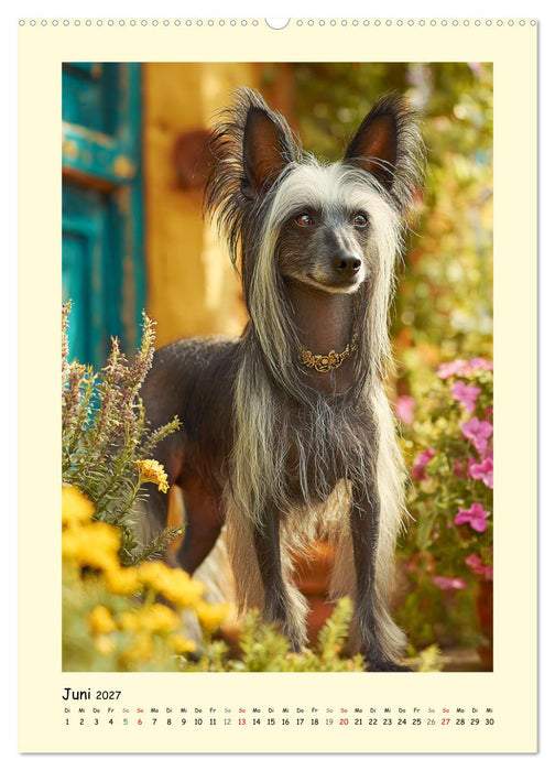 Charme und Grazie. Die Anmut der Chinesischen Schopfhunde (CALVENDO Wandkalender 2027)