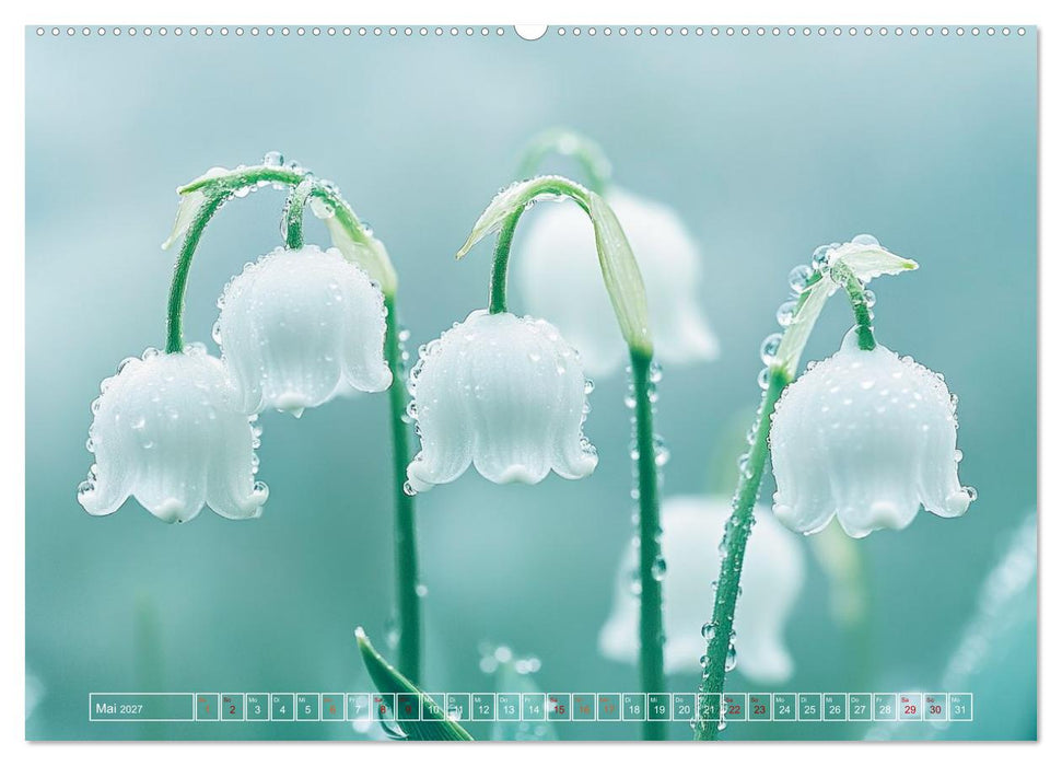 Lichtspiele der Natur (CALVENDO Premium Wandkalender 2027)