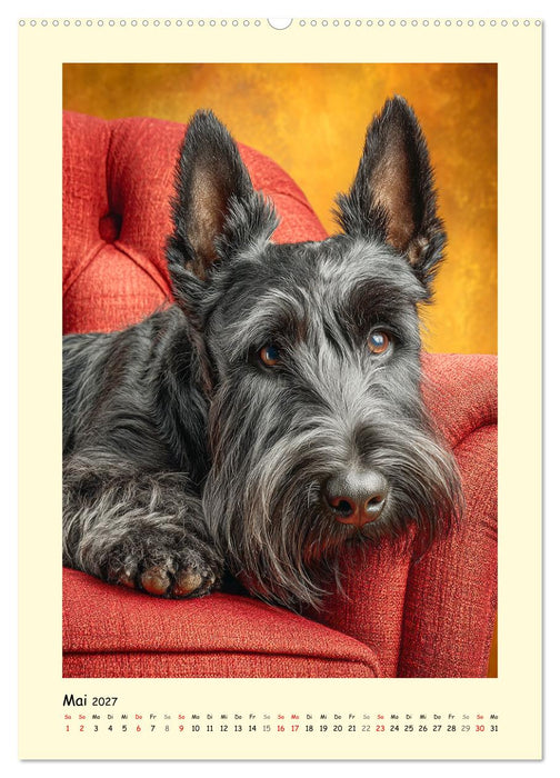 Scottish Terrier. Würdevoller und robuster Gentlemen (CALVENDO Premium Wandkalender 2027)