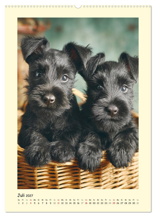 Scottish Terrier. Würdevoller und robuster Gentlemen (CALVENDO Premium Wandkalender 2027)