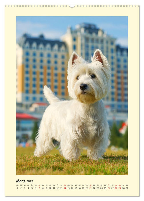 Süßer Wuschelkopf. West Highland White Terrier Momente (CALVENDO Wandkalender 2027)