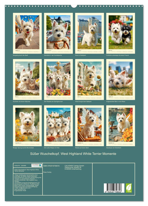 Süßer Wuschelkopf. West Highland White Terrier Momente (CALVENDO Premium Wandkalender 2027)