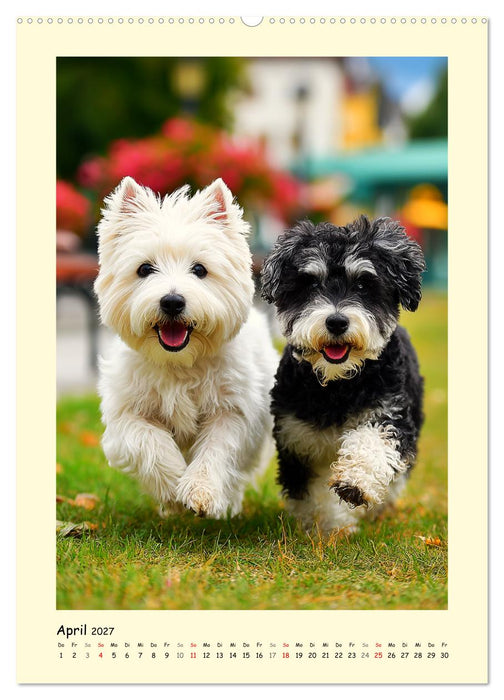 Süßer Wuschelkopf. West Highland White Terrier Momente (CALVENDO Premium Wandkalender 2027)