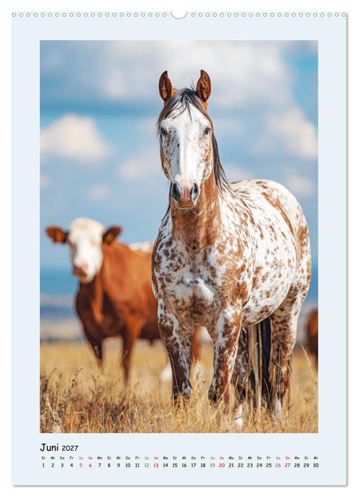 Der Appaloosa. Ein zuverlässiges Westernpferd in bunter Optik (CALVENDO Wandkalender 2027)