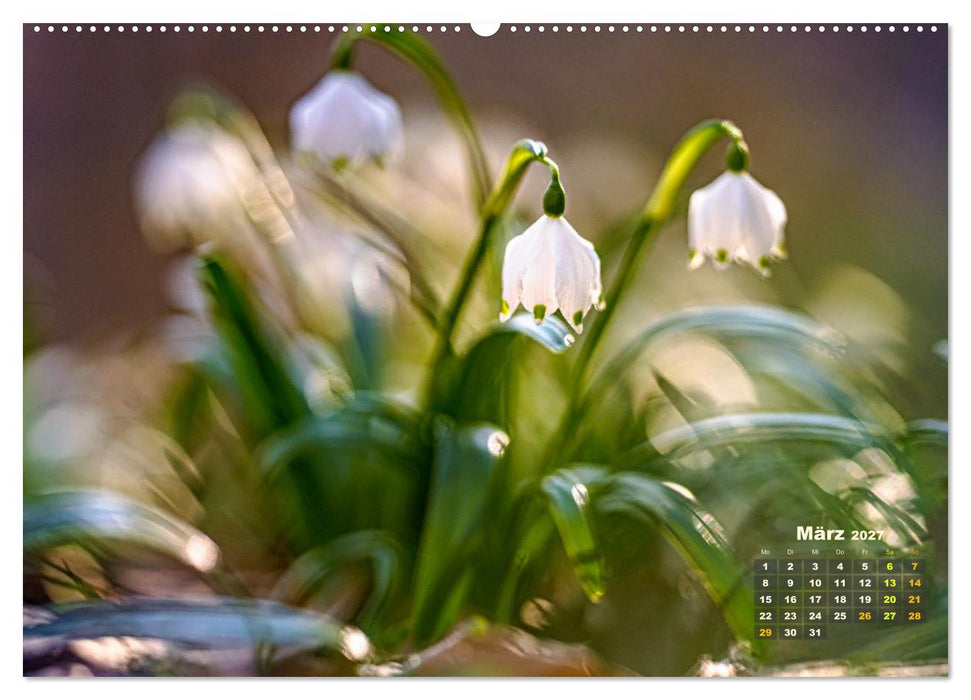 Waldspaziergänge: Entspannen - Kraft tanken - Besinnen auf sich selbst (CALVENDO Premium Wandkalender 2027)