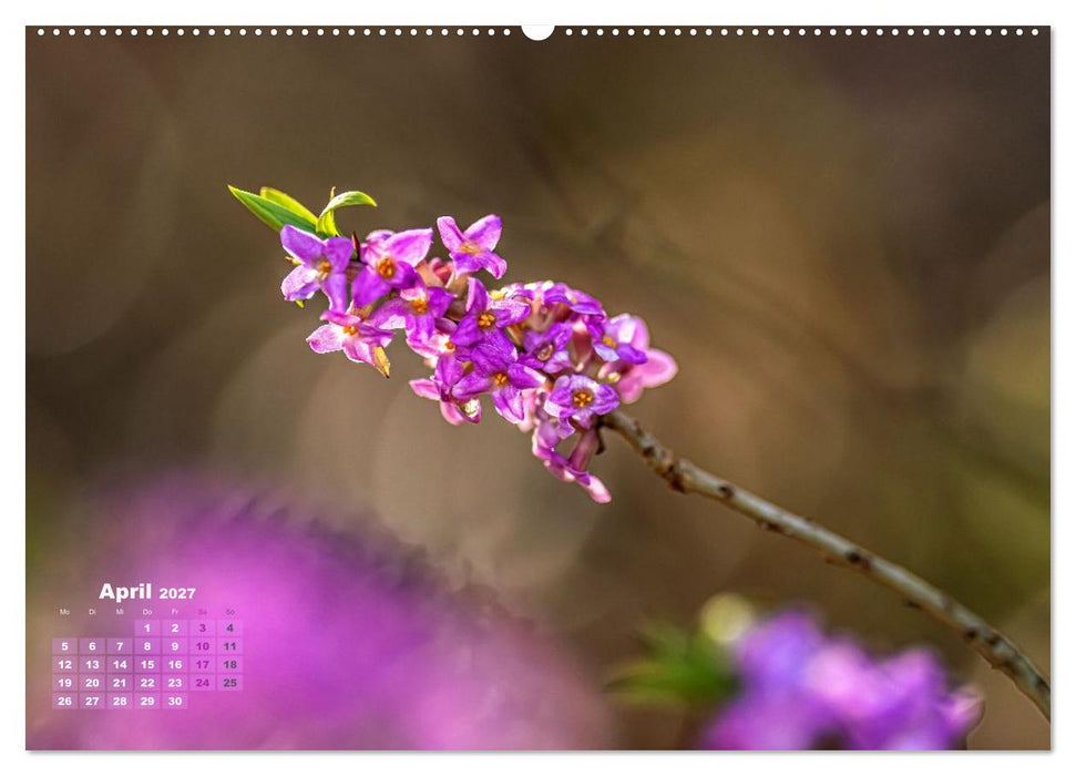 Waldspaziergänge: Entspannen - Kraft tanken - Besinnen auf sich selbst (CALVENDO Premium Wandkalender 2027)