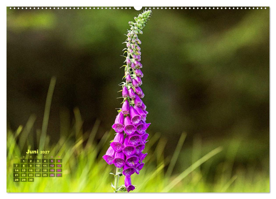 Waldspaziergänge: Entspannen - Kraft tanken - Besinnen auf sich selbst (CALVENDO Premium Wandkalender 2027)