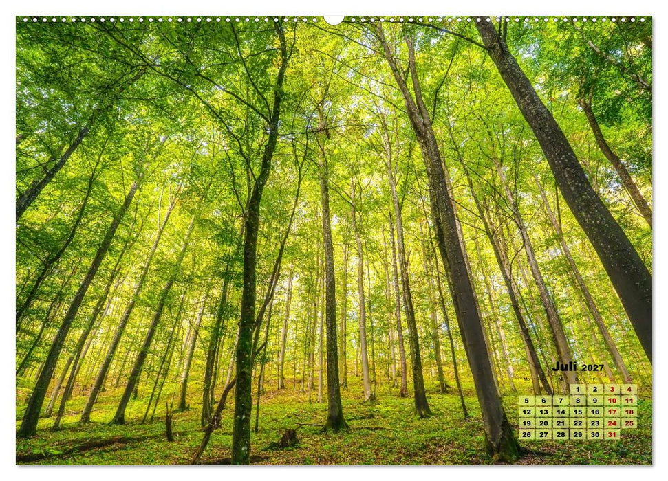 Waldspaziergänge: Entspannen - Kraft tanken - Besinnen auf sich selbst (CALVENDO Premium Wandkalender 2027)