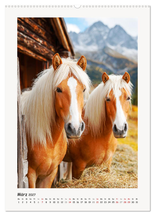 Berge und Mähnen. Haflinger zwischen Alm, Sonne und Freiheit (CALVENDO Wandkalender 2027)