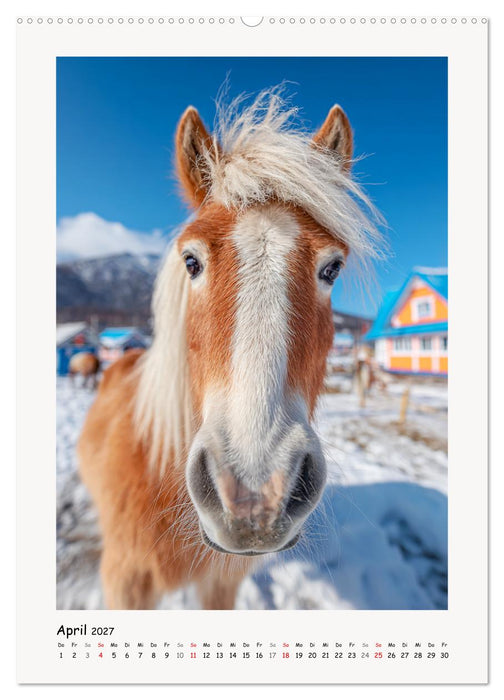 Berge und Mähnen. Haflinger zwischen Alm, Sonne und Freiheit (CALVENDO Wandkalender 2027)