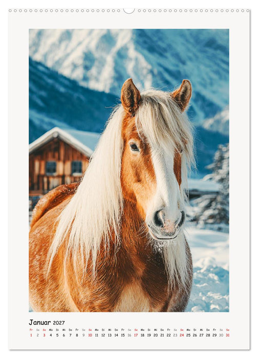 Berge und Mähnen. Haflinger zwischen Alm, Sonne und Freiheit (CALVENDO Premium Wandkalender 2027)