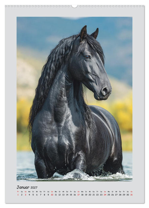 Friesenpferde. Schwarze Eleganz in der Natur (CALVENDO Wandkalender 2027)