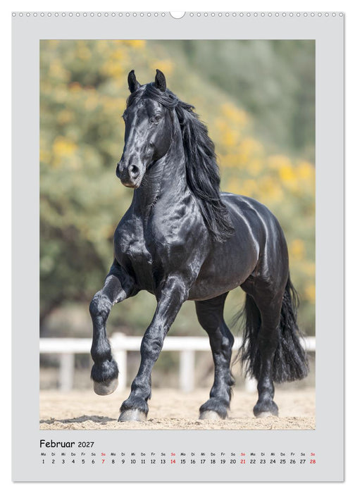 Friesenpferde. Schwarze Eleganz in der Natur (CALVENDO Wandkalender 2027)