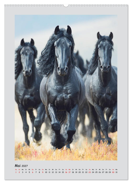 Friesenpferde. Schwarze Eleganz in der Natur (CALVENDO Wandkalender 2027)