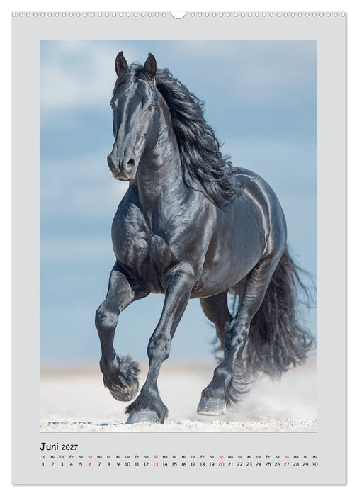 Friesenpferde. Schwarze Eleganz in der Natur (CALVENDO Wandkalender 2027)