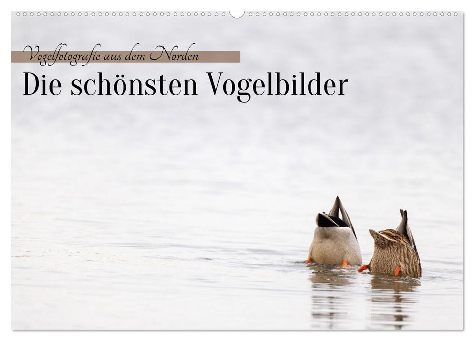 Vogelfotografie aus dem Norden (CALVENDO Wandkalender 2027)