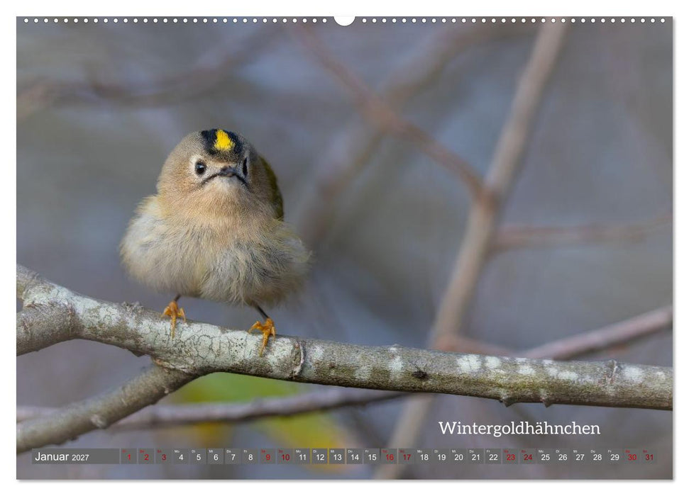 Vogelfotografie aus dem Norden (CALVENDO Wandkalender 2027)