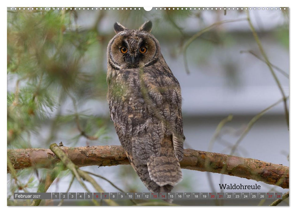 Vogelfotografie aus dem Norden (CALVENDO Wandkalender 2027)