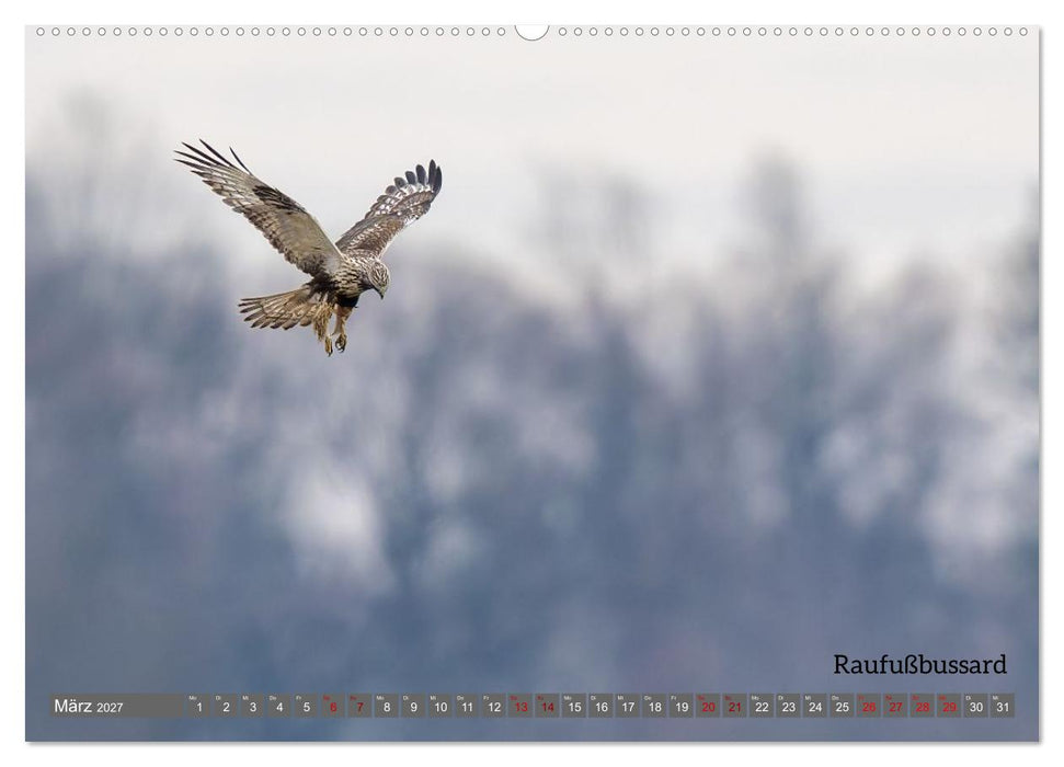 Vogelfotografie aus dem Norden (CALVENDO Wandkalender 2027)