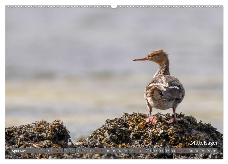 Vogelfotografie aus dem Norden (CALVENDO Wandkalender 2027)