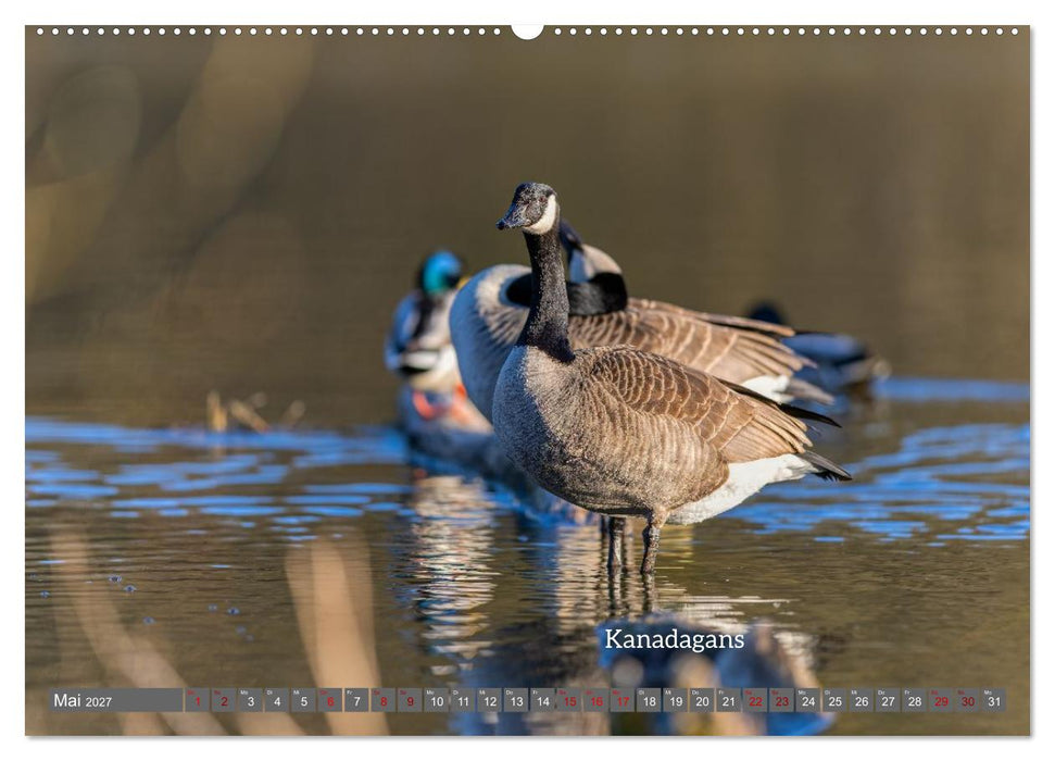 Vogelfotografie aus dem Norden (CALVENDO Wandkalender 2027)
