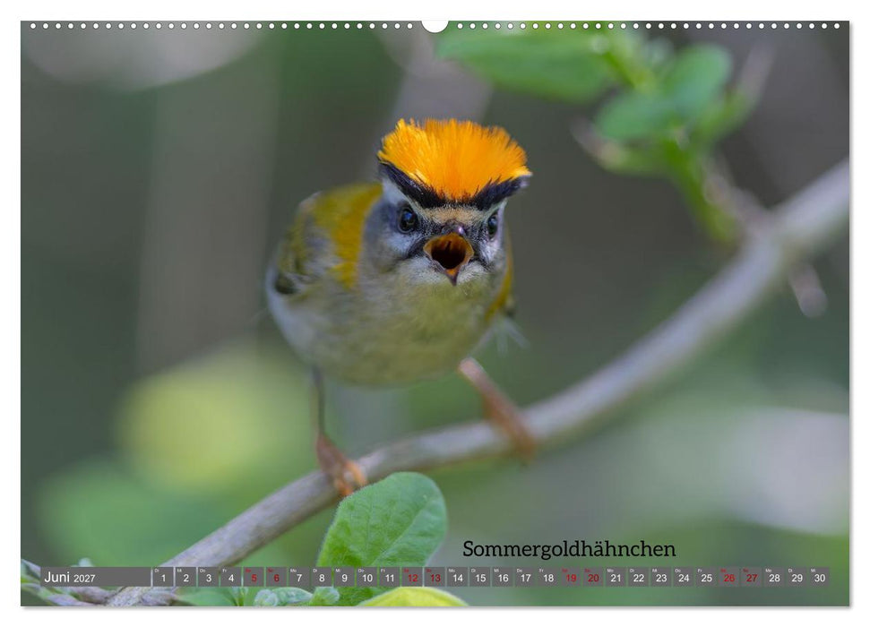Vogelfotografie aus dem Norden (CALVENDO Wandkalender 2027)