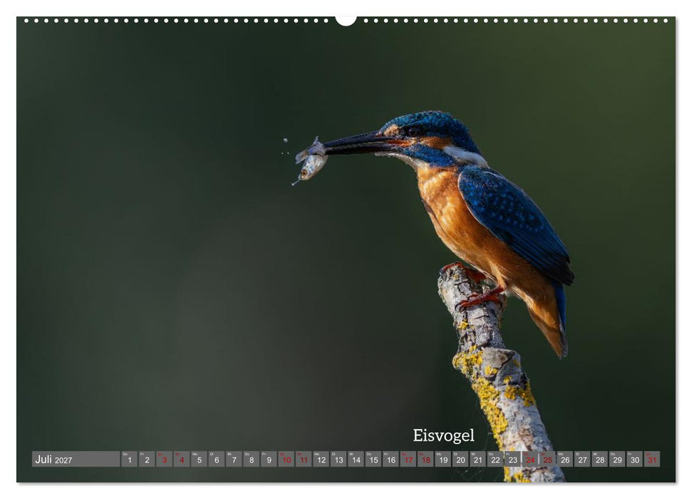 Vogelfotografie aus dem Norden (CALVENDO Premium Wandkalender 2027)