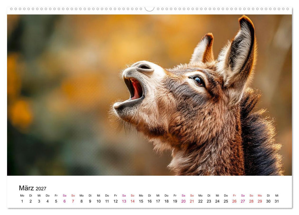 Esel - neugierige Typen (CALVENDO Premium Wandkalender 2027)