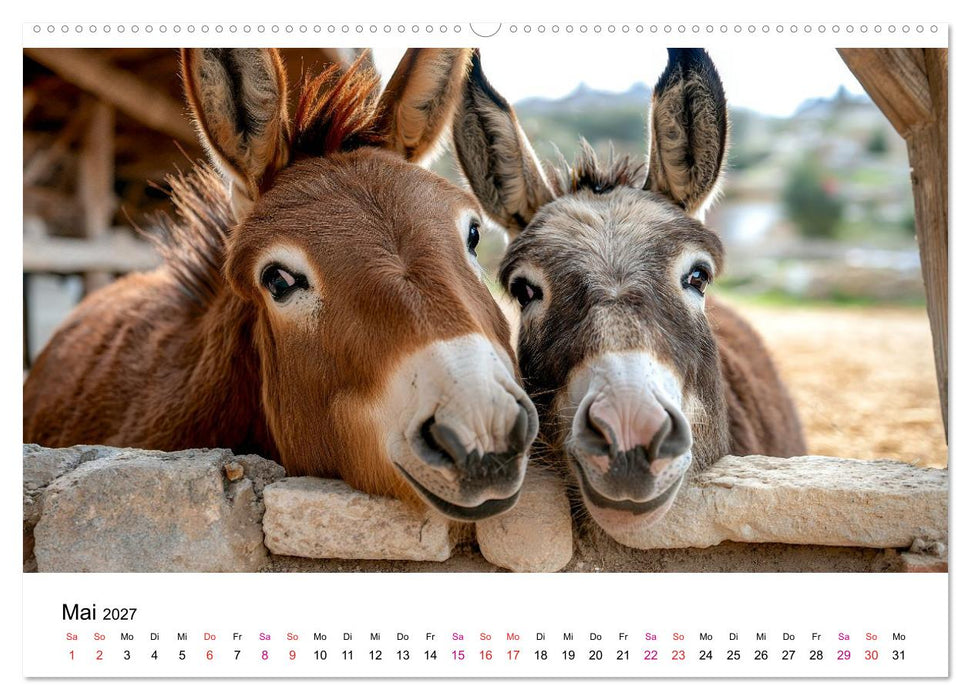 Esel - neugierige Typen (CALVENDO Premium Wandkalender 2027)