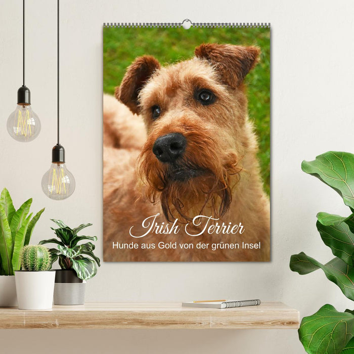 Irish Terrier - Hunde aus Gold von der grünen Insel (CALVENDO Wandkalender 2027)