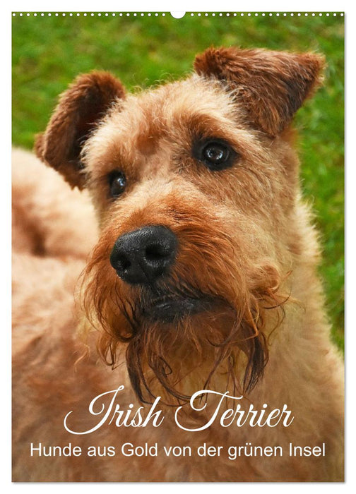 Irish Terrier - Hunde aus Gold von der grünen Insel (CALVENDO Wandkalender 2027)