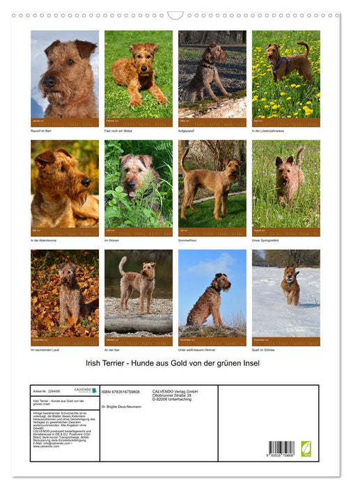 Irish Terrier - Hunde aus Gold von der grünen Insel (CALVENDO Wandkalender 2027)