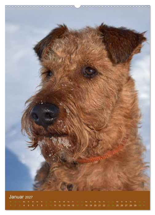 Irish Terrier - Hunde aus Gold von der grünen Insel (CALVENDO Wandkalender 2027)