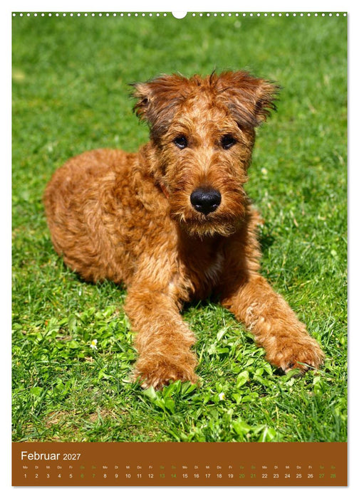Irish Terrier - Hunde aus Gold von der grünen Insel (CALVENDO Wandkalender 2027)