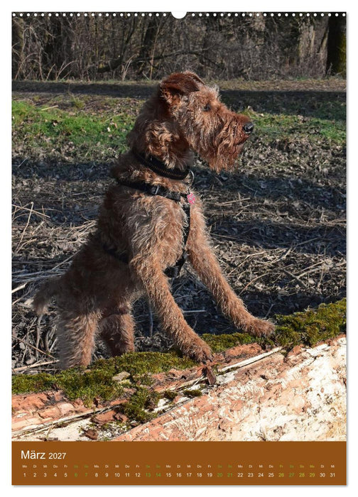 Irish Terrier - Hunde aus Gold von der grünen Insel (CALVENDO Wandkalender 2027)