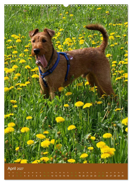Irish Terrier - Hunde aus Gold von der grünen Insel (CALVENDO Wandkalender 2027)