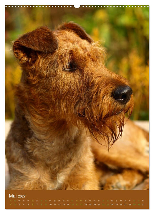 Irish Terrier - Hunde aus Gold von der grünen Insel (CALVENDO Wandkalender 2027)