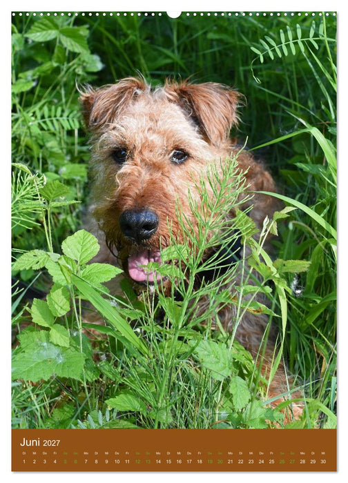 Irish Terrier - Hunde aus Gold von der grünen Insel (CALVENDO Wandkalender 2027)