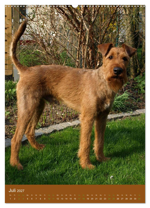 Irish Terrier - Hunde aus Gold von der grünen Insel (CALVENDO Premium Wandkalender 2027)