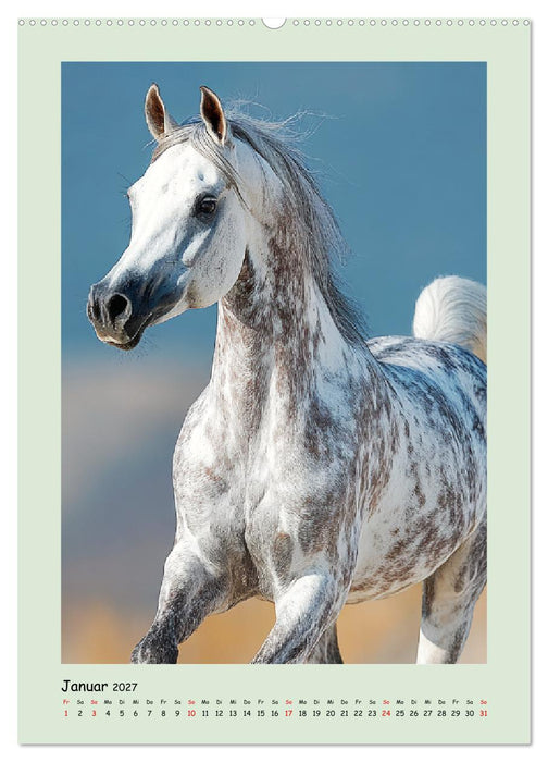 Araberpferde. Anmut in ihrer reinsten Form (CALVENDO Wandkalender 2027)
