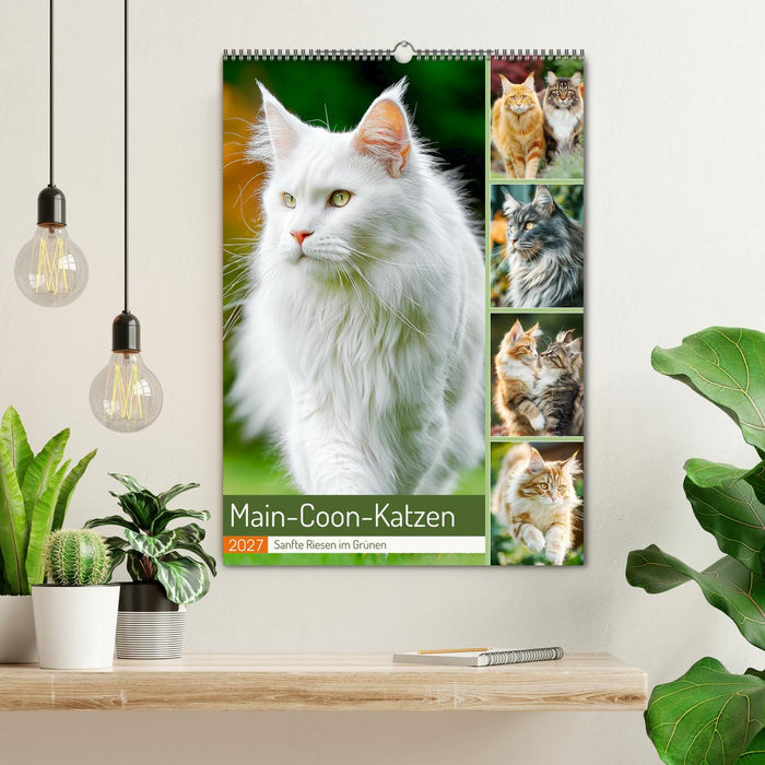 Main-Coon-Katzen. Sanfte Riesen im Grünen (CALVENDO Wandkalender 2027)