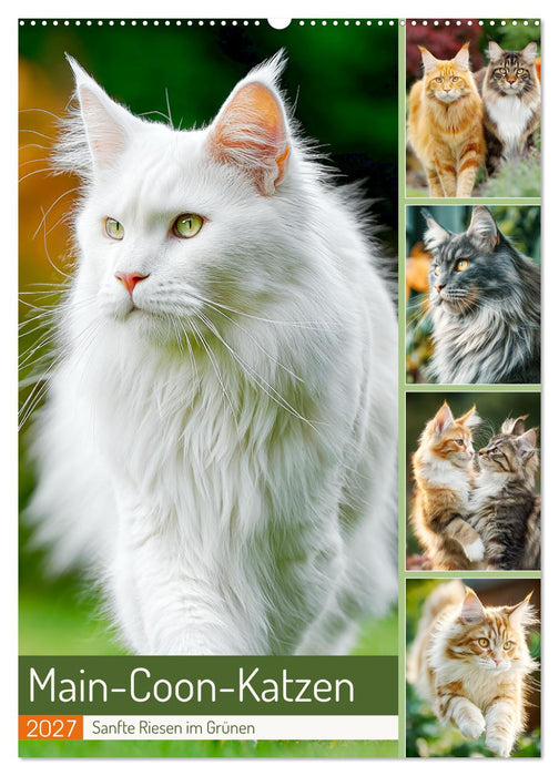 Main-Coon-Katzen. Sanfte Riesen im Grünen (CALVENDO Wandkalender 2027)