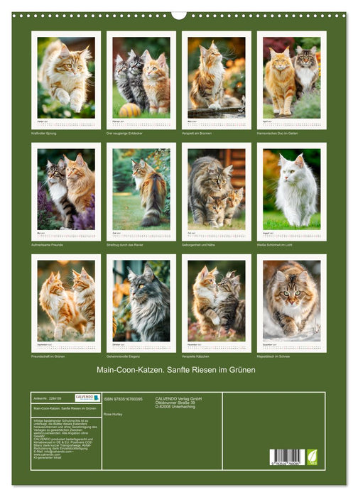 Main-Coon-Katzen. Sanfte Riesen im Grünen (CALVENDO Wandkalender 2027)
