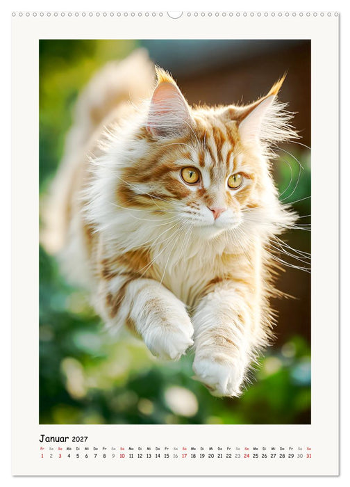 Main-Coon-Katzen. Sanfte Riesen im Grünen (CALVENDO Wandkalender 2027)