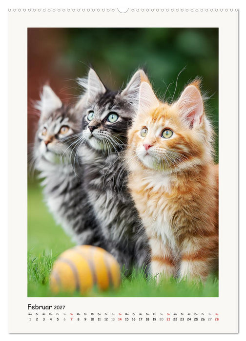 Main-Coon-Katzen. Sanfte Riesen im Grünen (CALVENDO Wandkalender 2027)