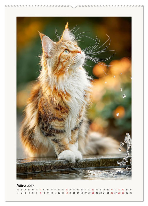 Main-Coon-Katzen. Sanfte Riesen im Grünen (CALVENDO Wandkalender 2027)