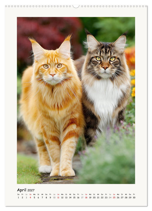 Main-Coon-Katzen. Sanfte Riesen im Grünen (CALVENDO Wandkalender 2027)