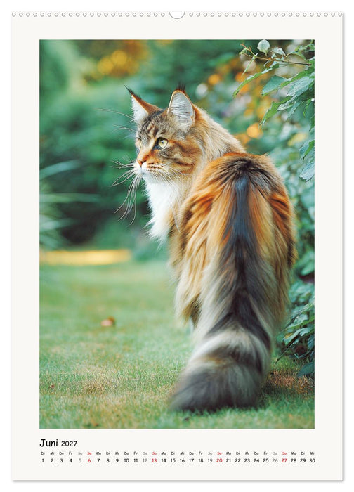 Main-Coon-Katzen. Sanfte Riesen im Grünen (CALVENDO Wandkalender 2027)
