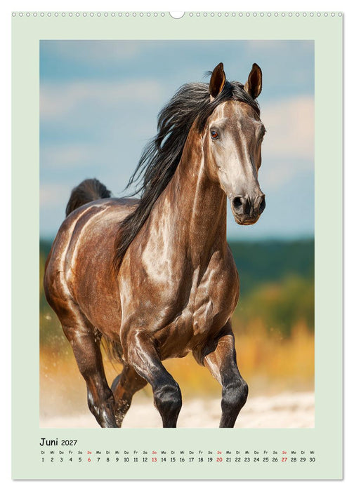 Araberpferde. Anmut in ihrer reinsten Form (CALVENDO Premium Wandkalender 2027)