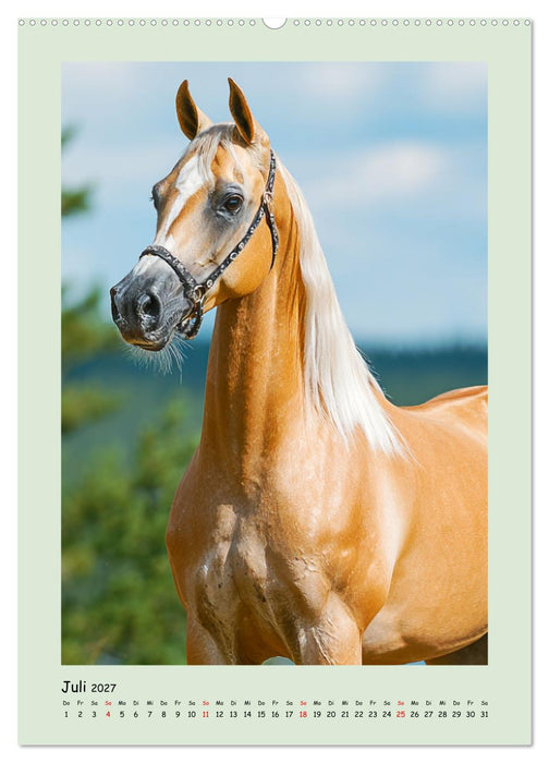 Araberpferde. Anmut in ihrer reinsten Form (CALVENDO Premium Wandkalender 2027)